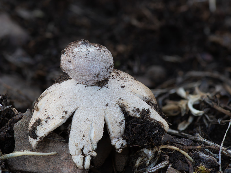 Geastrum granulosum